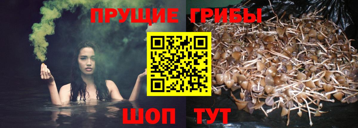 Псилоцибиновые грибы Cubensis Ессентуки